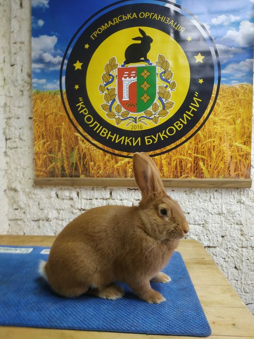 Продам кролі Бургунські червоні