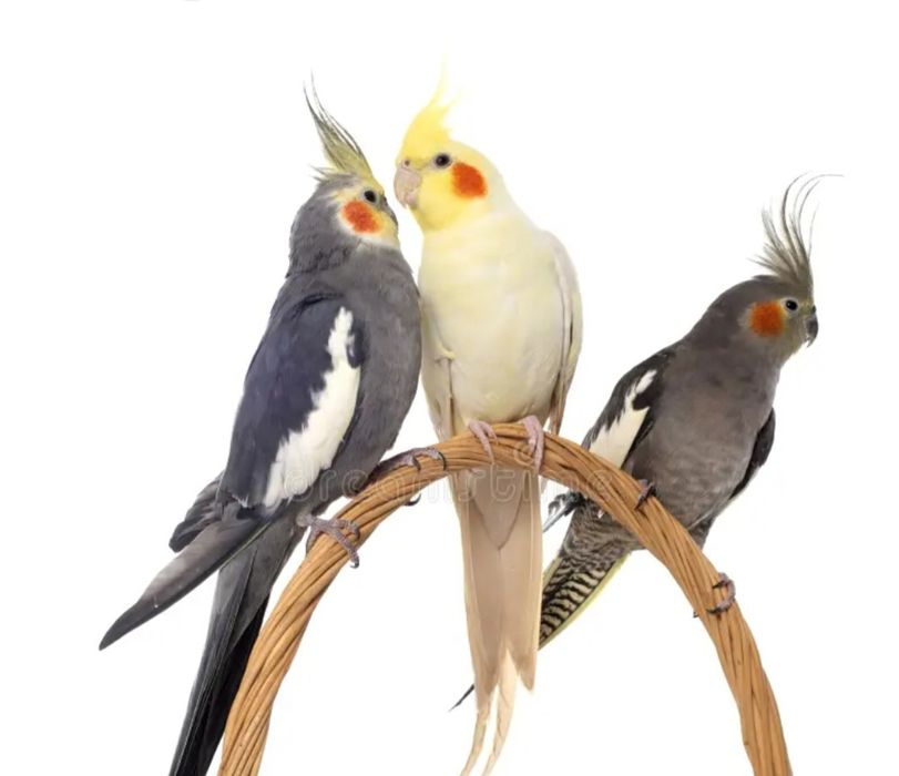 Aves para nova casa