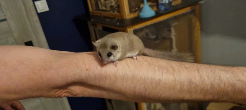 Popielica afrykańska