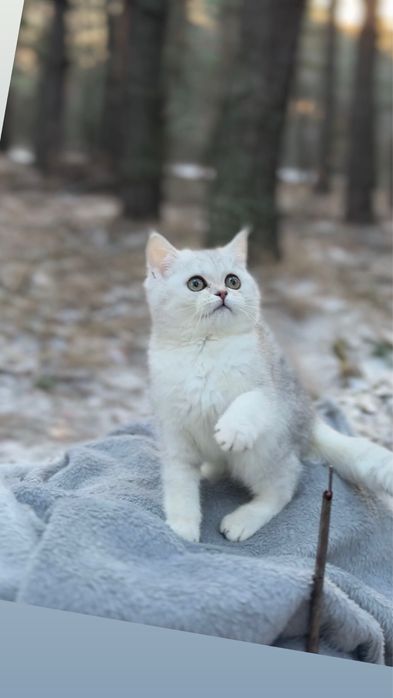 Породиста шотландська прямовуха киця срібна шиншила