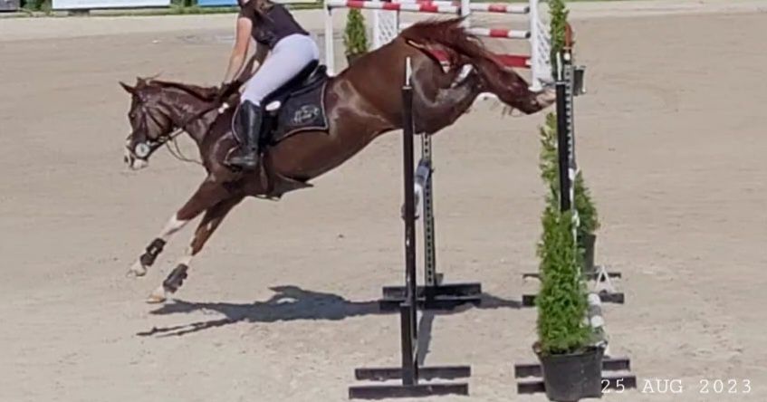 Wybitna klacz arabska (kuc) | Na MATKĘ