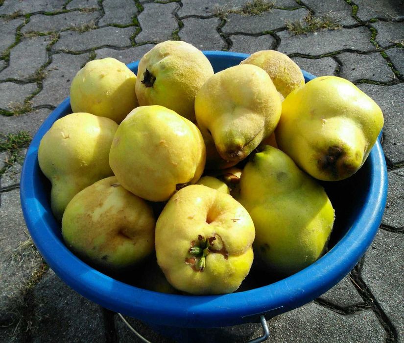 Pigwa 8,4kg średnie i duże owoce