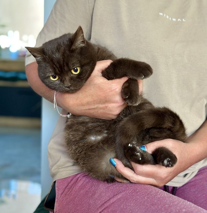 Kotka brytyjska czekoladowa FPL / FIFe