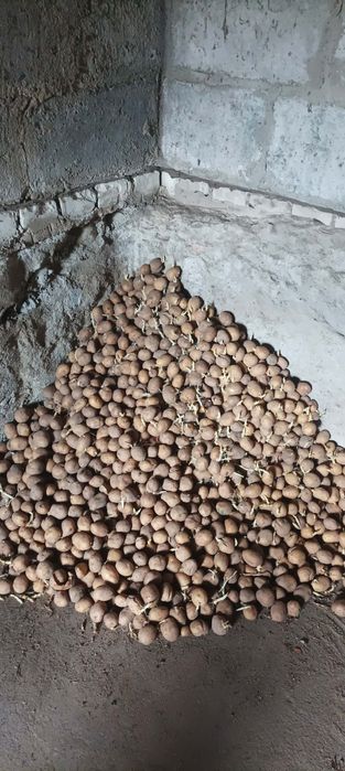 Ziemniaki Denar sadzeniaki 100 kg