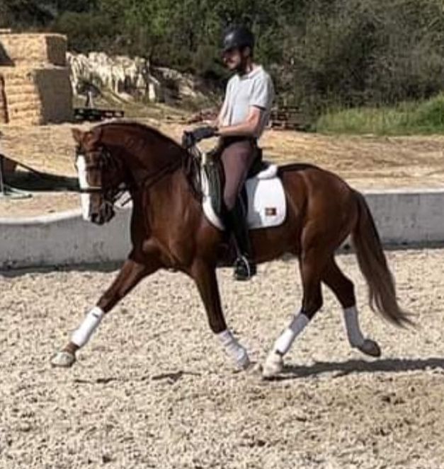 Cobrições  (Sémen)de Garanhões Lusitanos