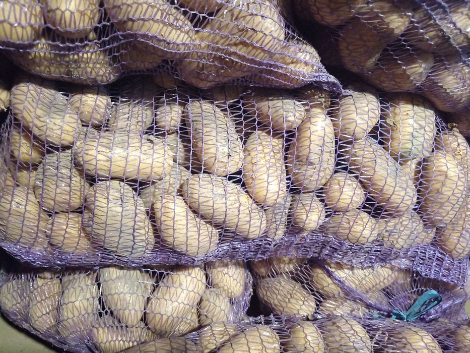 Домашня картопля