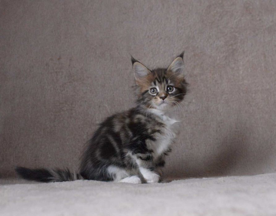 Dziewczynka MCO z rodowodem FPL