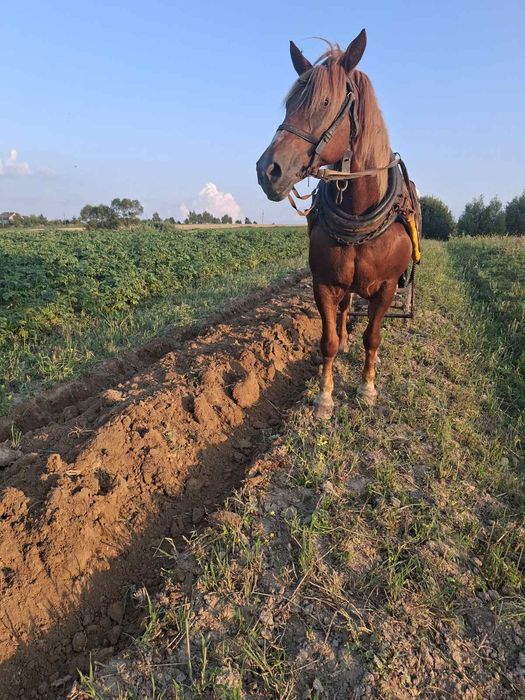 Продається кобила