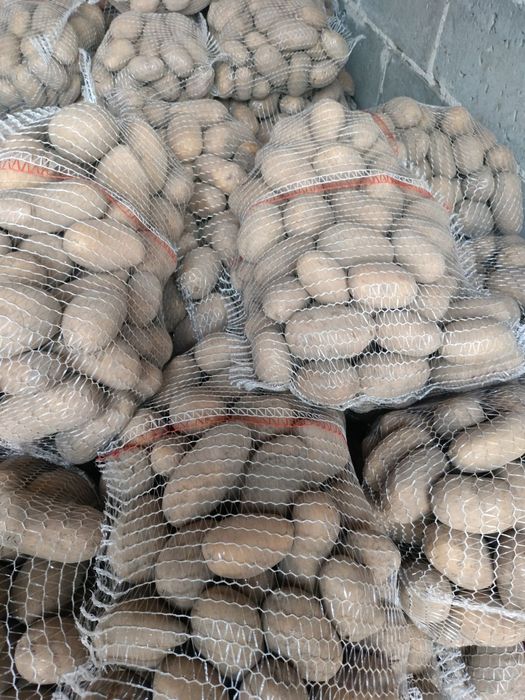 Ziemniaki catania hurt