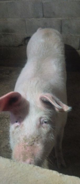 Porco caseiro com cerca de 1 ano