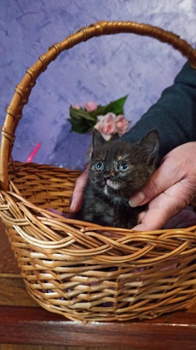 Котята котики отдам котенок девочка