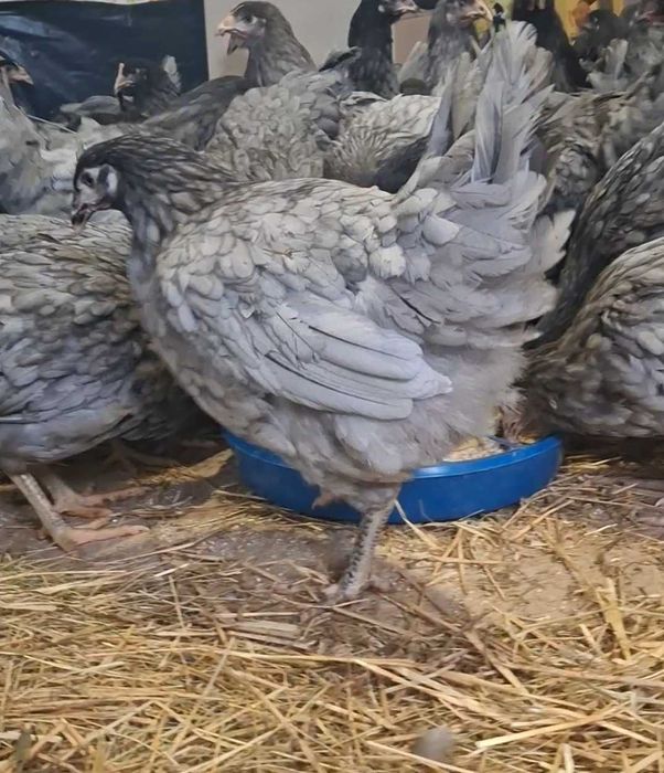 Молодi домашнi курочки