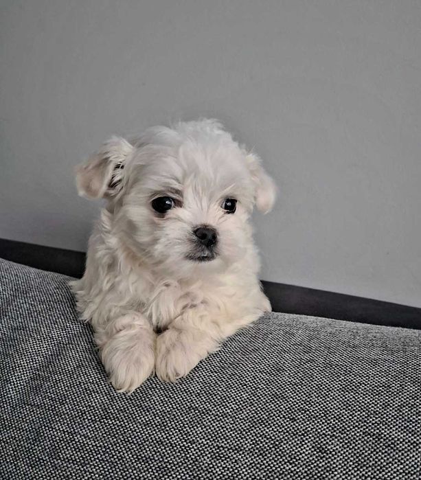 Sunia maltańczyk po małych rodzicach