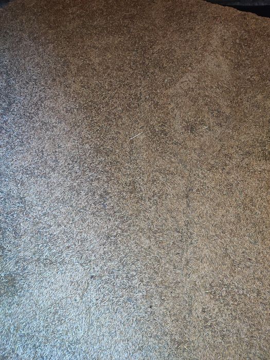 Продам овес 2025 року