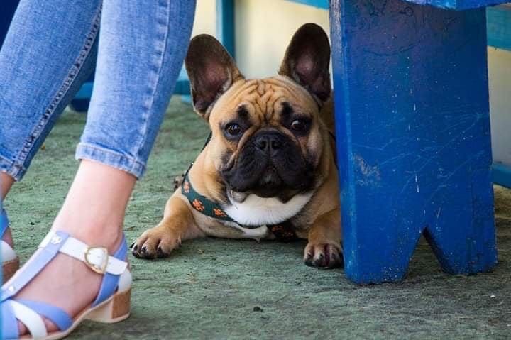 французский бульдог в‘язка