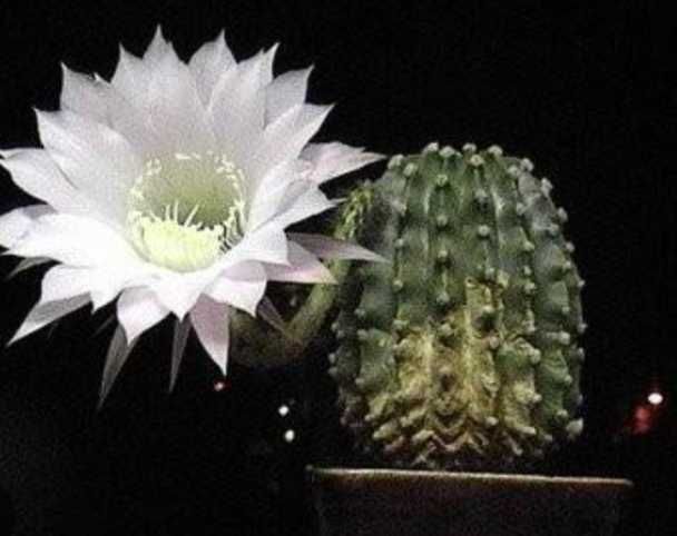 Кактус "Ехінопсис". Кімнатні рослини.