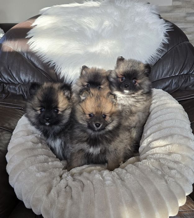 Szpic Miniaturowy Pomeranian