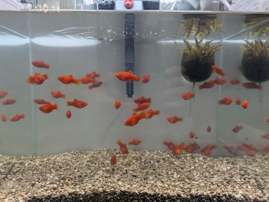 Platy Coral (adultos)