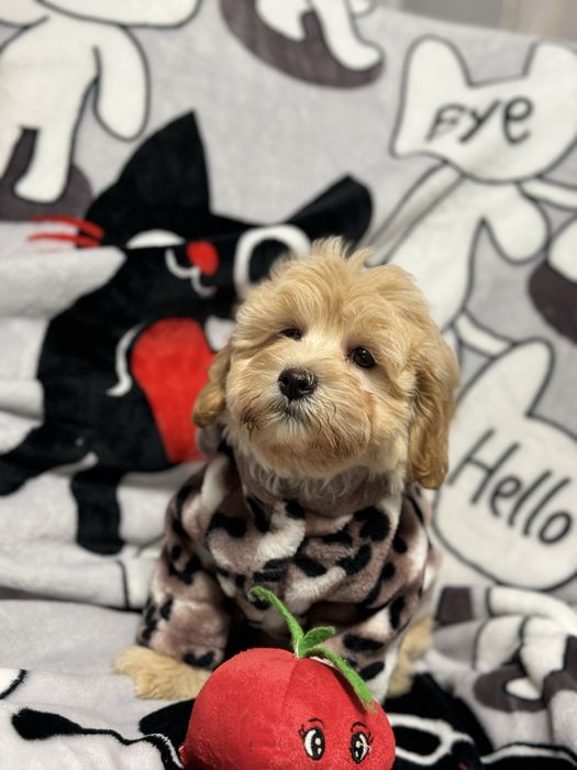 Кукольная мальтипу девочка