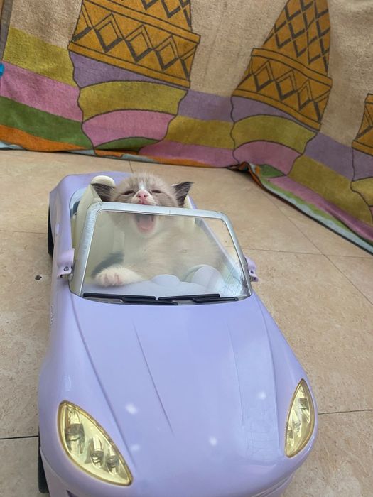 Dou 1 gatinho e 3 gatinhas siameses com 1 mês e meio