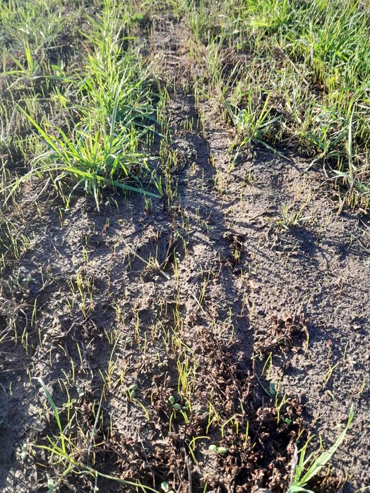 Podsiew traw siewnikiem talerzowym vredo