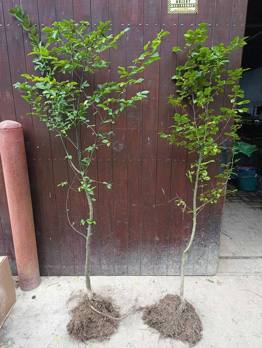 Sadzonki Graba 180 cm 220 cm. Szkółkowane