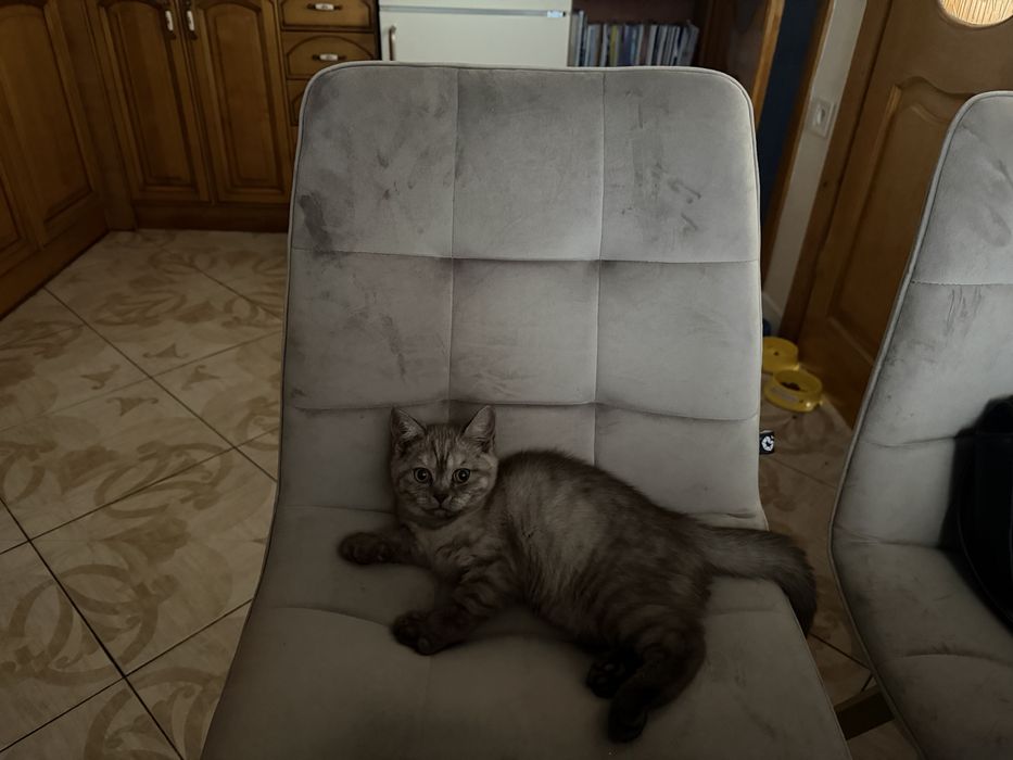 Шотландський прямовухий