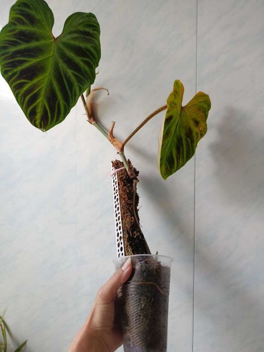 Philodendron gloriosum — філодендрон ґлоріозум