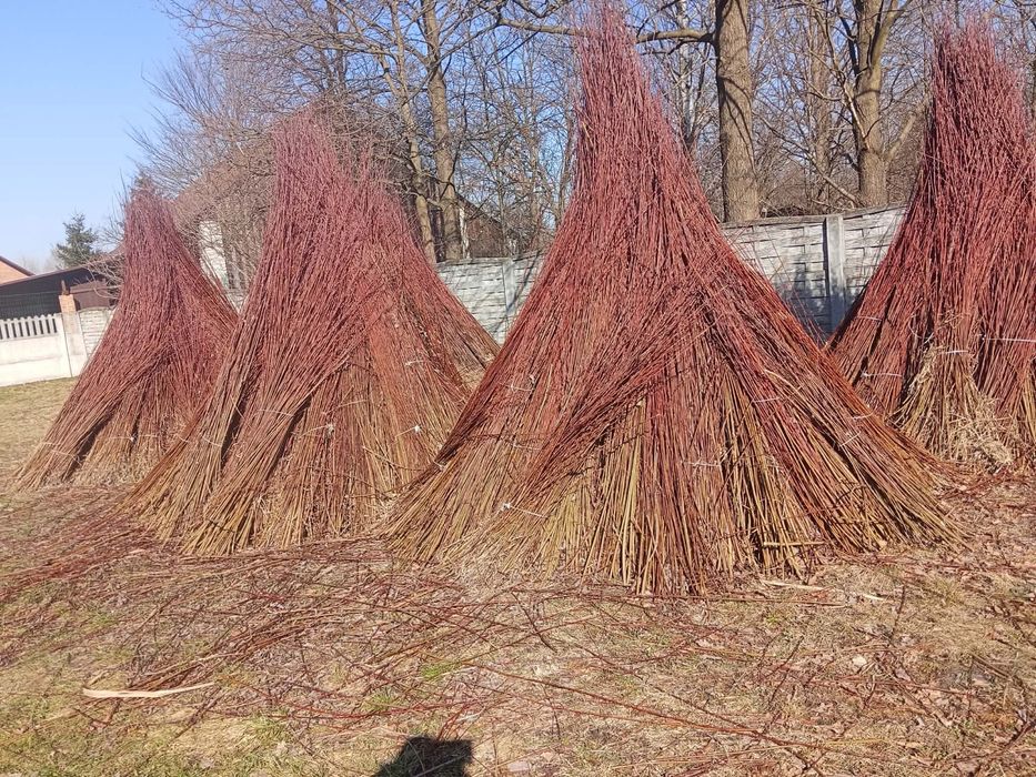 Wiklina zielona sortowana i nie sortowana 1,8m do 2,5 m