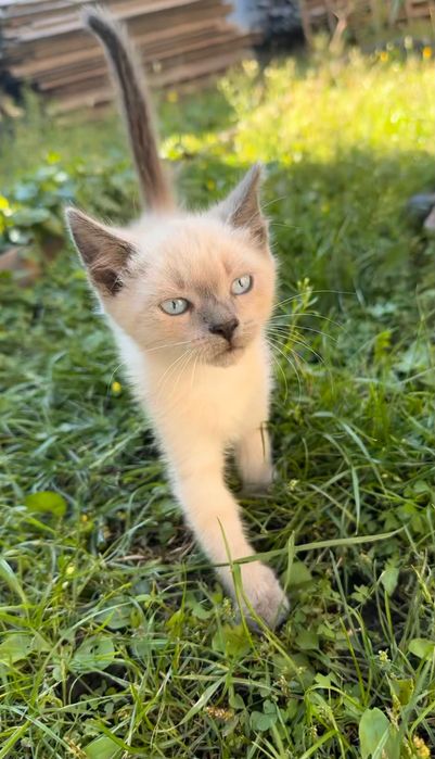 Сиамский котик мальчик