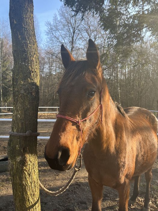 Klacz sp siodło skoki