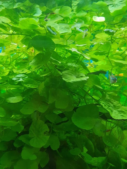 Hydrocotyle-Wąkrotka Zwyczajna.