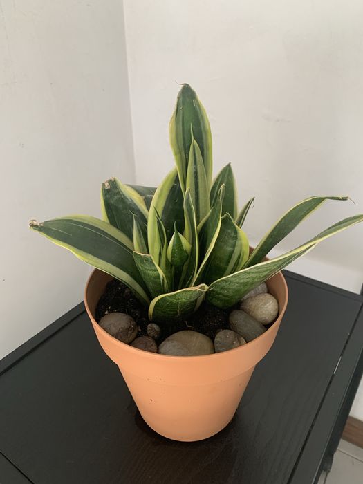 Planta espada de Santa Barabara anã