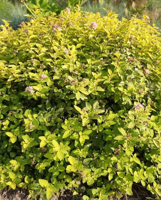 Продам вейгелу і декоративні кущі