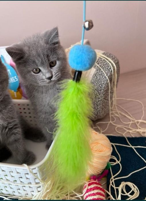 kocurek brytyjski któtkowłosy