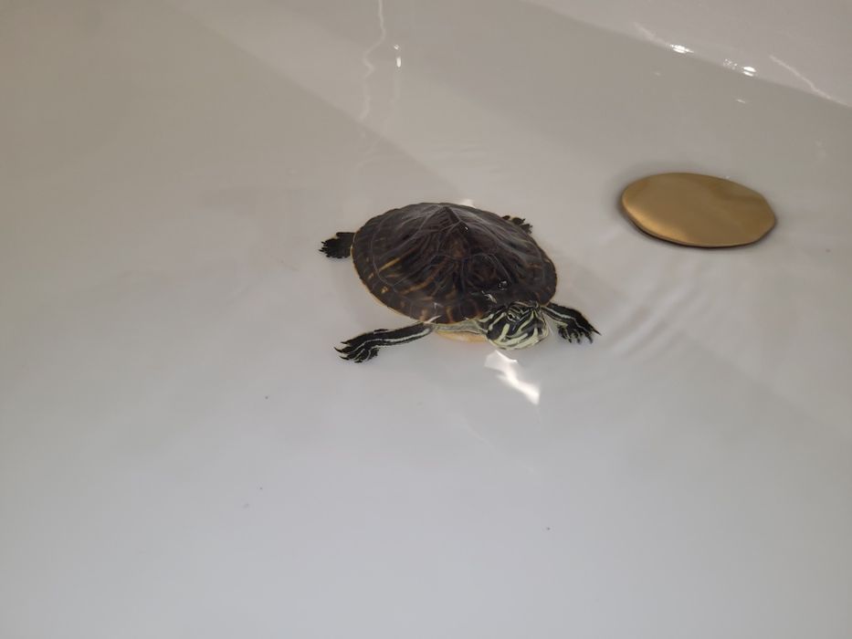 żółw  wodno-lądowy akwarium