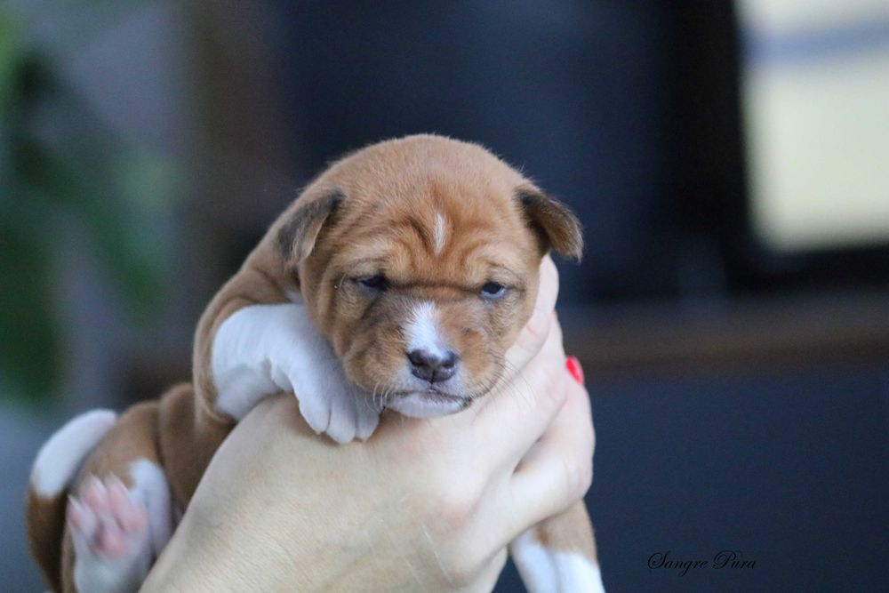 Samiec Szczeniak Basenji