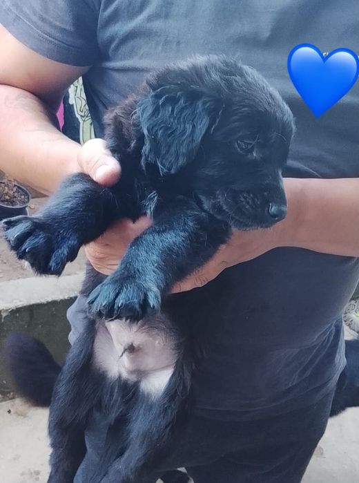 Cães bebés para adoção responsável