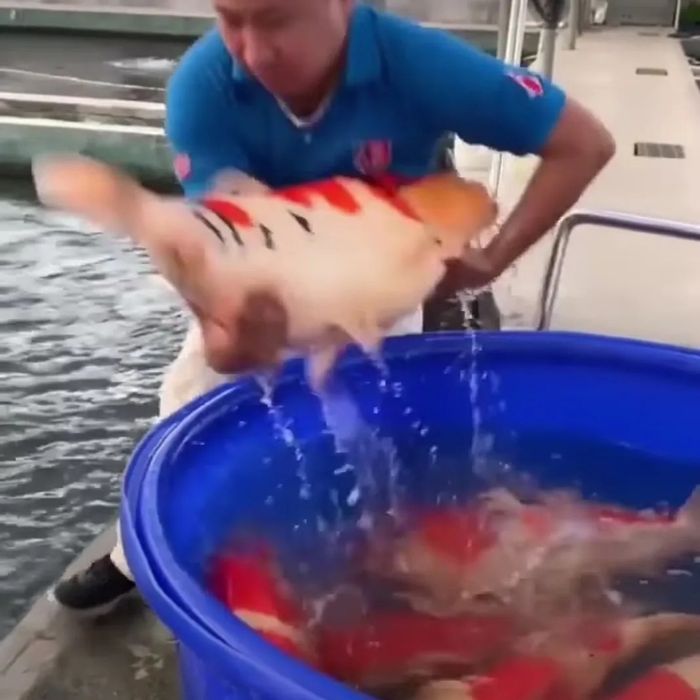 #coppens,#jpd,#кормдлякоі,#коіукраїна,#мальокоі,коіціна,#рибкикоі,#koi