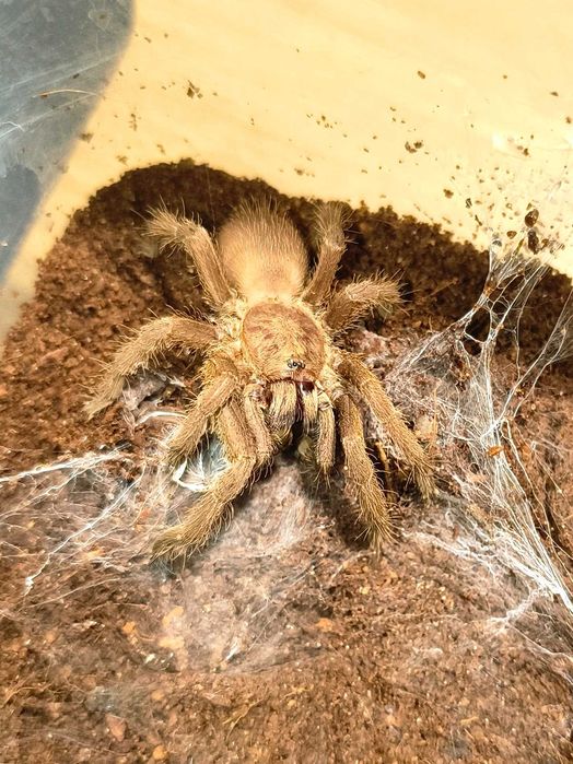 ptasznik chilobrachys sp. blue vietnam dorosły samiec