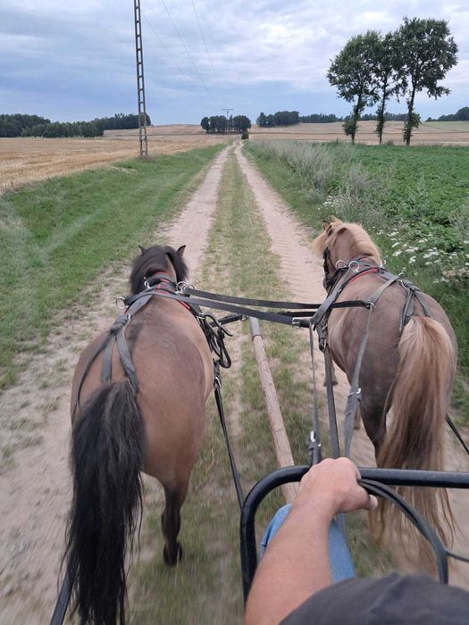 Sprzedam uprząż do kucyków