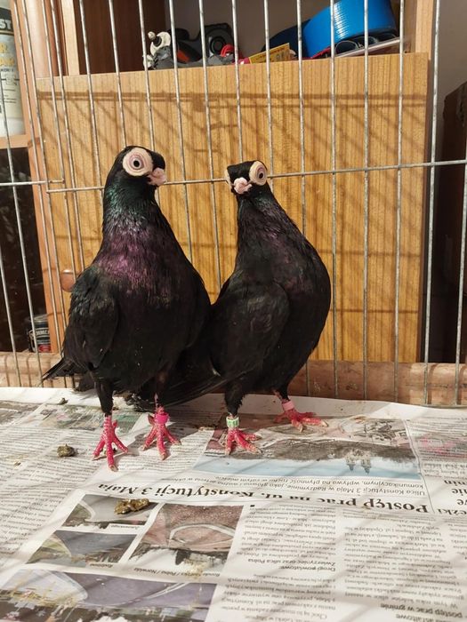 Budapesztański krótkodzioby maściuch samce