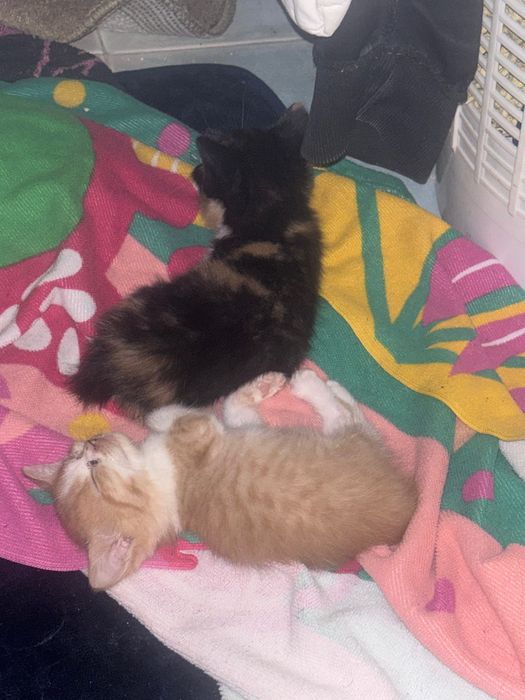 Dou gatos bebés com 2 meses