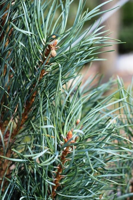 Блакитна сосна - Фастігіата (Pinus Fastigiata) , голуба сосна