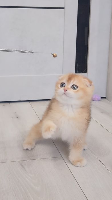 Шотландське кошеня золота шиншила