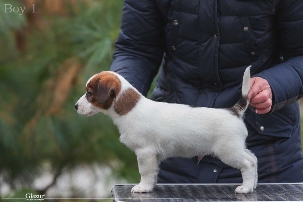 Породисте цуценя Джек Рассел тер'єр. 2 хлопчика, 1 дівчина