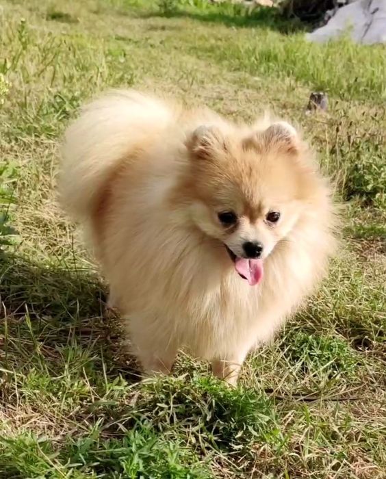 Породистая, экстерьерная девочка померанский той шпиц 10 месяцев