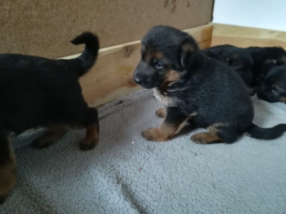 Owczarek niemiecki krótkowłosy