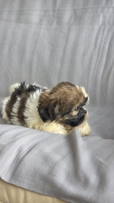 Shih-tzu macho disponível