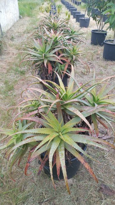 Aloés Prontas A Produzir